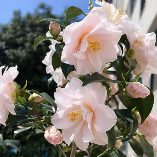 Blush Pink Camellia Plant – Elegant Soft Pink Evergreen Flowering Shrub