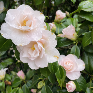 Blush Pink Camellia Plant