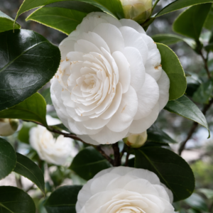 Double White Camellia Plant