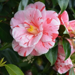 Variegated Pink Camellia Plant – Artistic Pink Blooms with Bold Red Splashes 🌸 - Image 2