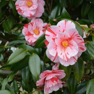 Variegated Pink Camellia Plant – Artistic Pink Blooms with Bold Red Splashes 🌸 - Image 3