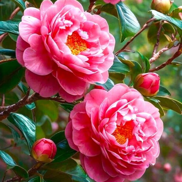 Pink Semi Double Camellia Plant – Luxurious Layered Bloom with Evergreen Elegance 🌸