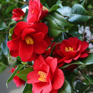 Single Red Camellia Plant
