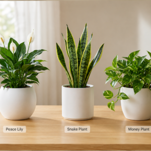 Air Purifying Plant Combo