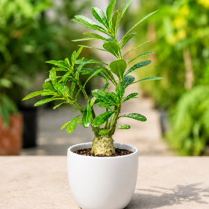 Red Desert Rose Bonsai