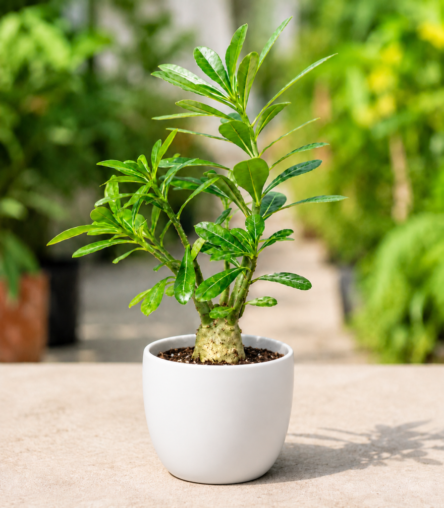 Red Desert Rose Bonsai