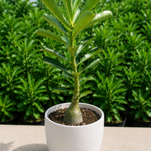 Red Desert Rose Bonsai