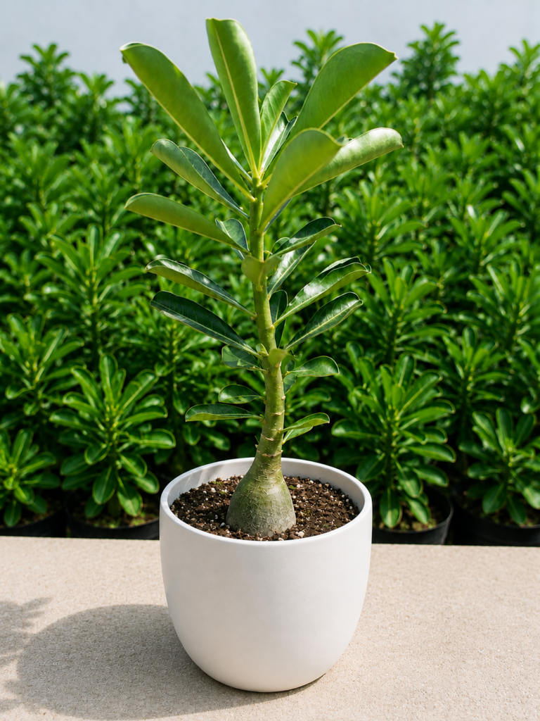 Red Desert Rose Bonsai