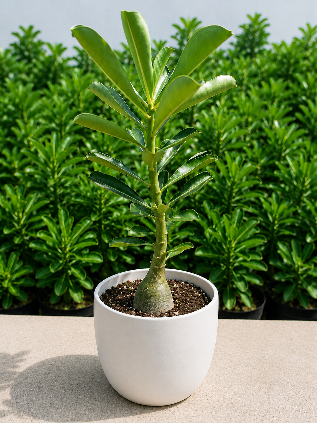 Red Desert Rose Bonsai