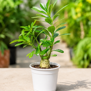 Midnight Desert Rose Bonsai | Premium Dark Adenium - Image 2