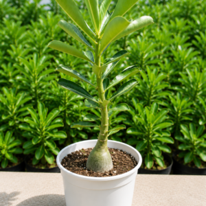 Midnight Desert Rose Bonsai | Premium Dark Adenium - Image 3
