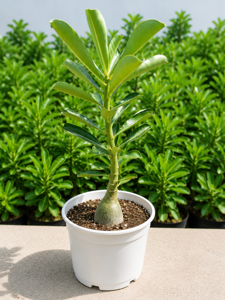 Red Picotee Desert Rose Bonsai | Premium Double Bloom Adenium