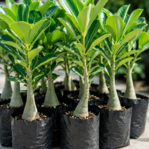 Midnight Desert Rose Bonsai | Premium Dark Adenium - Image 4