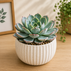 Desert Oasis Succulent Quartet
