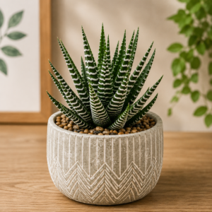 Desert Oasis Succulent Quartet