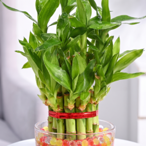 Good Luck Plant Duo