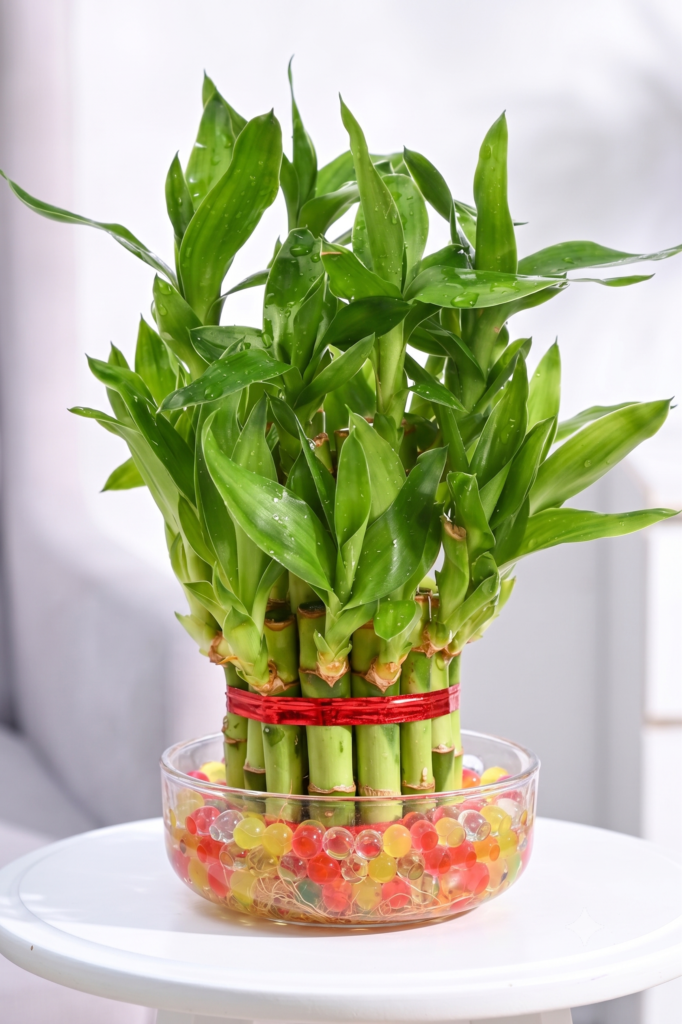Good Luck Plant Duo