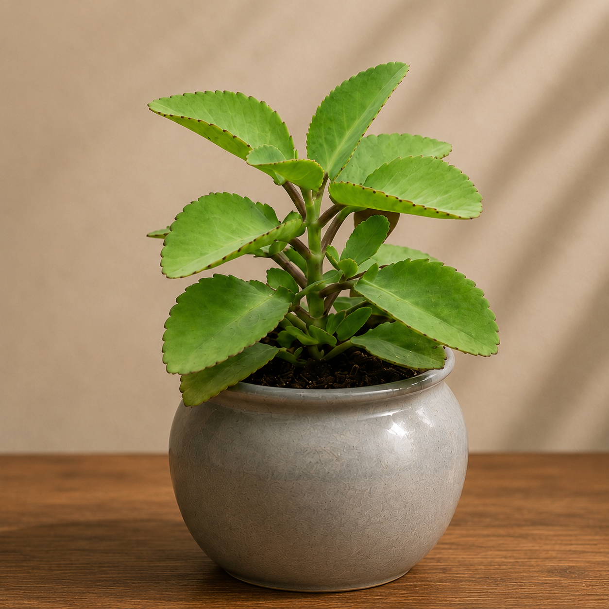 Hardy Healing Plant Combo