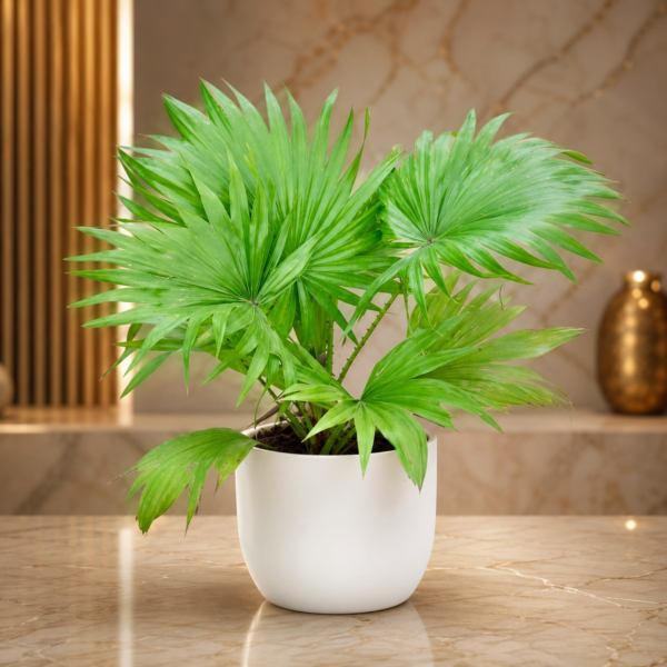 Lush Tropical Plant Trio