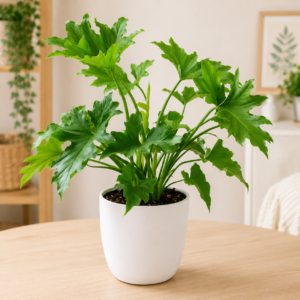 Perfect Indoor Plant Combo