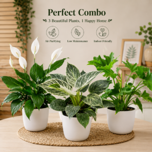 Perfect Indoor Plant Combo