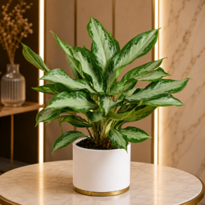 Premium Indoor Foliage Trio