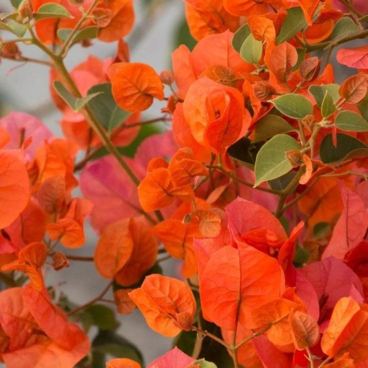 Bougainvillea Combo Pack