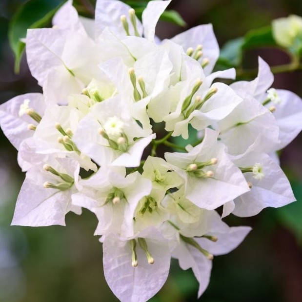 Bougainvillea Combo Pack