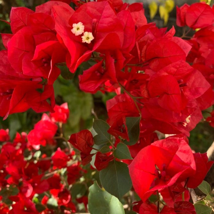 Bougainvillea Combo Pack