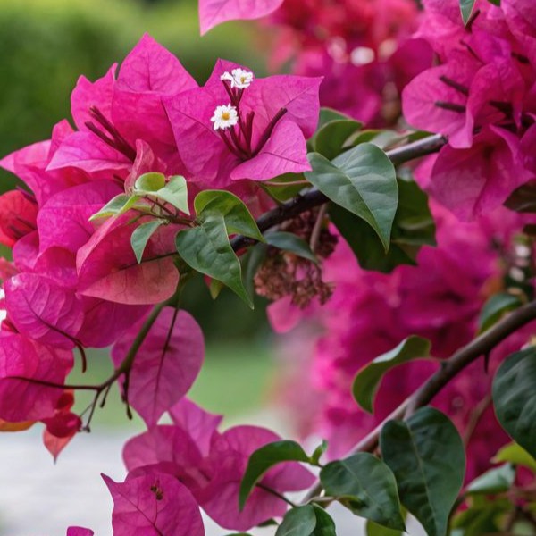 Bougainvillea Combo Pack