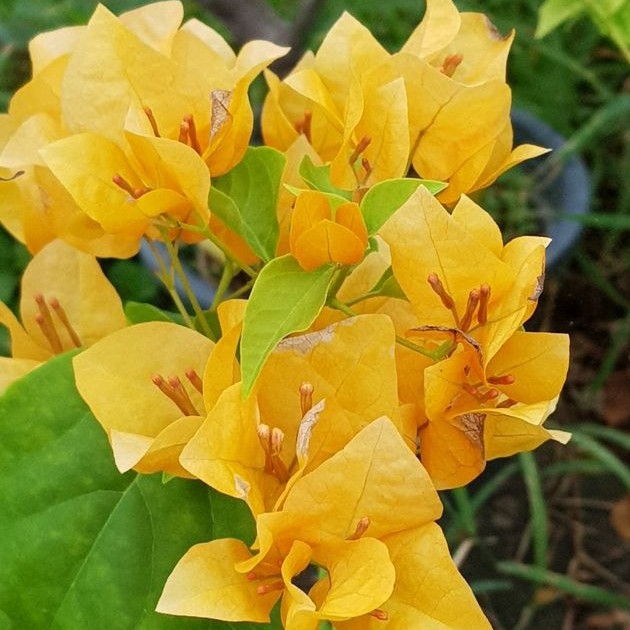 Bougainvillea Combo Pack
