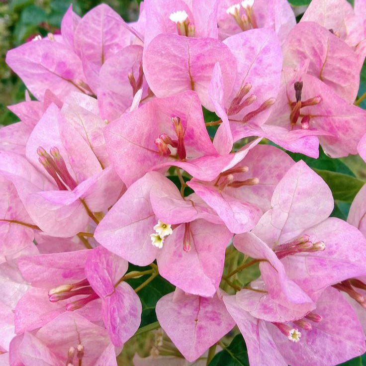 Bougainvillea Combo Pack