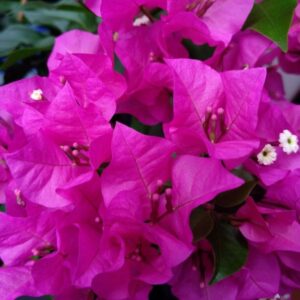 Bougainvillea Combo Pack