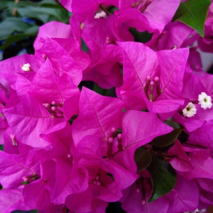 Bougainvillea Combo Pack