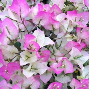 Bougainvillea Combo Pack