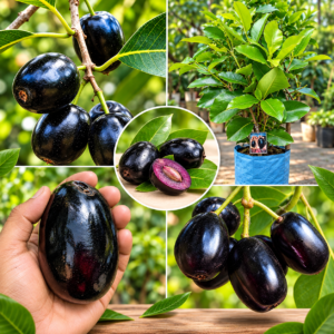 KG 10 Jamun Plant