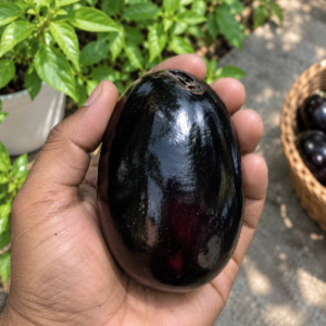 KG 10 Jamun Plant