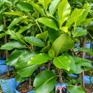 KG 10 Jamun Plant