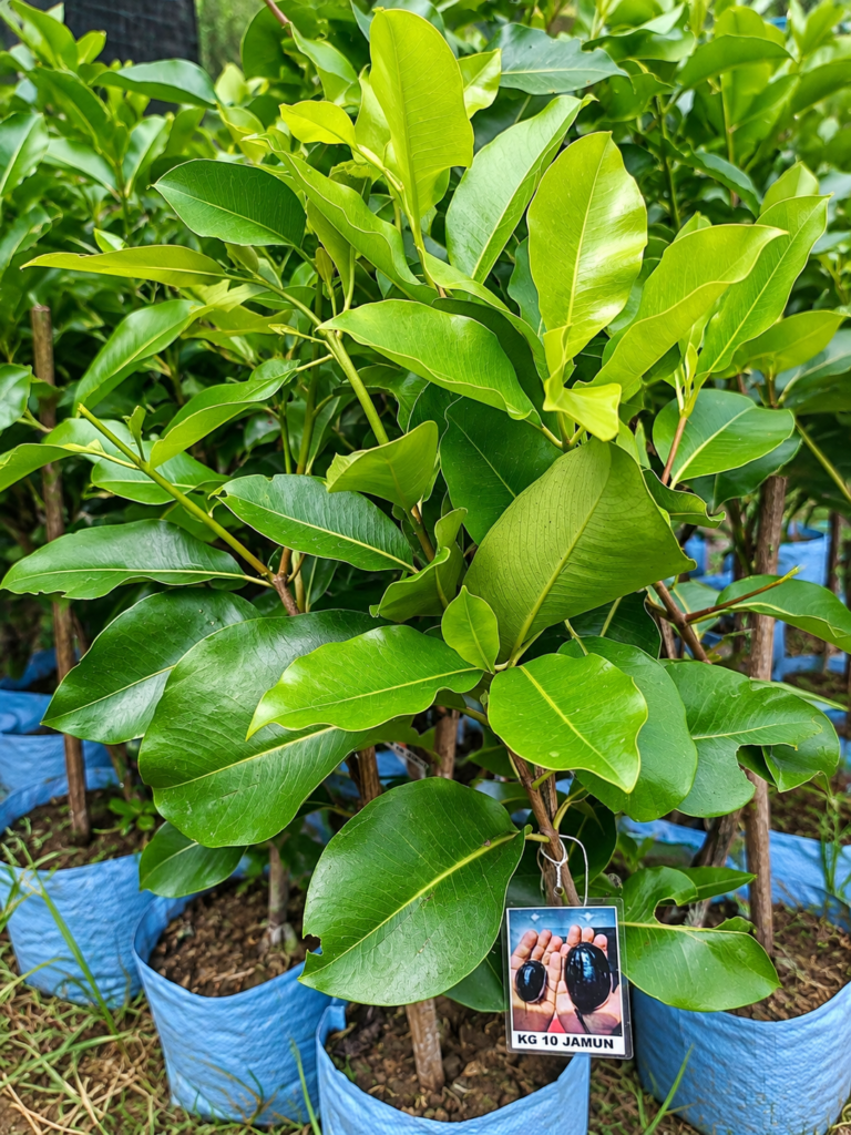 KG 10 Jamun Plant
