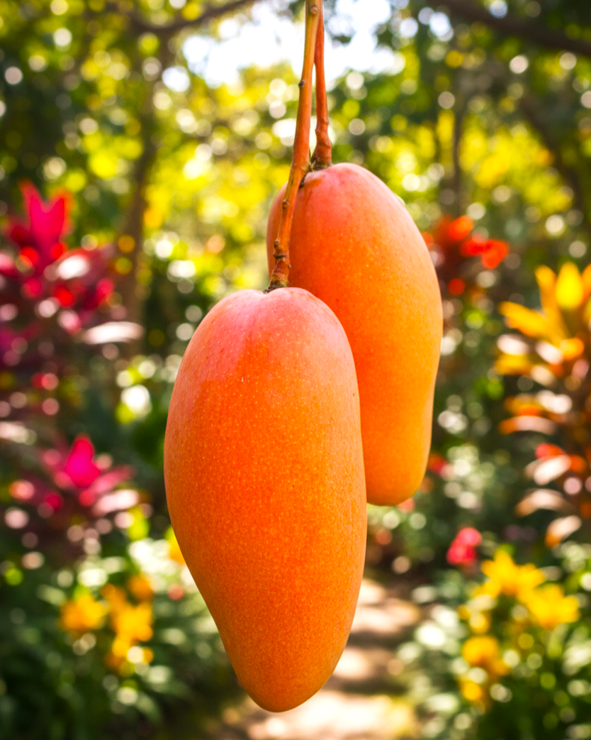 Mahachanok Mango Plant