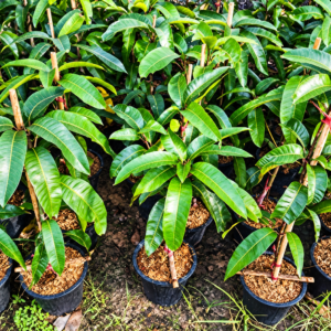 Miyazaki Mango Plant