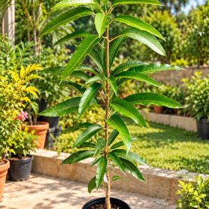 Miyazaki Mango Plant