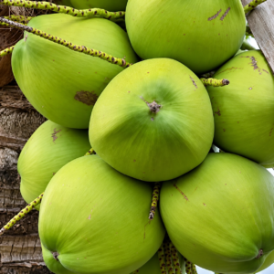 Vietnam Coconut Plant