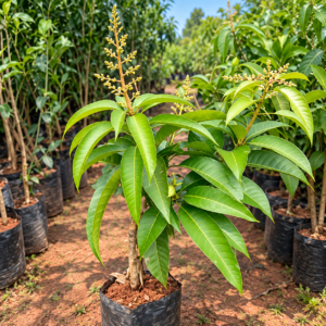 all time mango plant