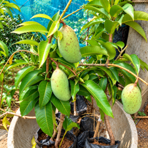 all time mango plant