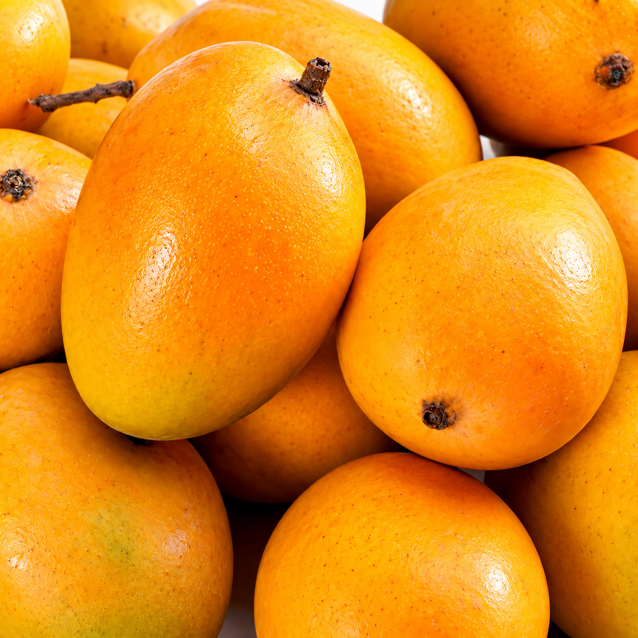 alphonso mango plant