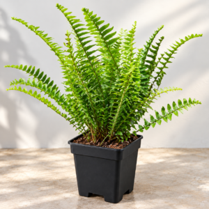 indoor plant combo pack